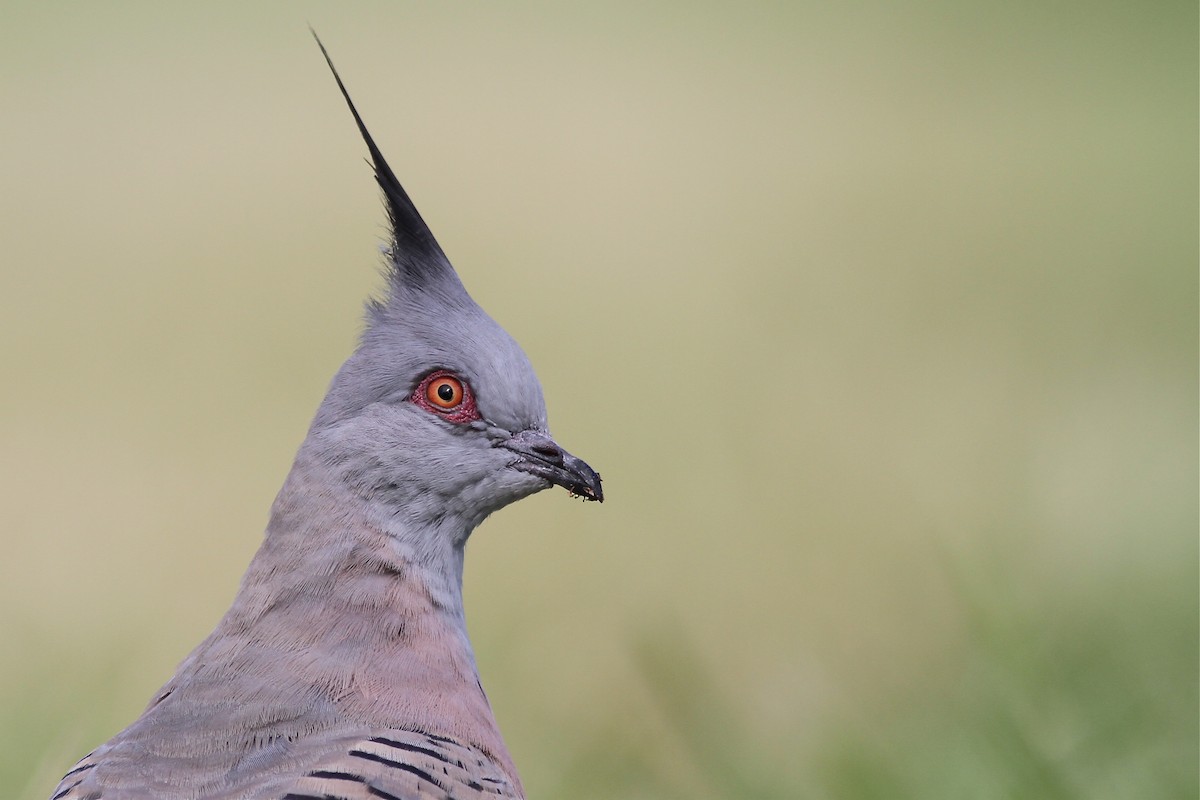 Crested Pigeon - ML38356561