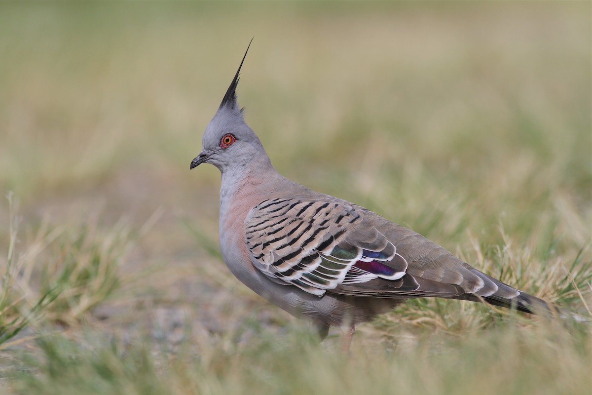 Crested Pigeon - ML38356571