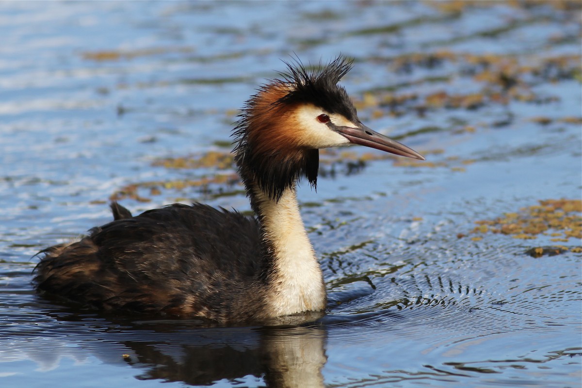 Great Crested Grebe - ML38356611