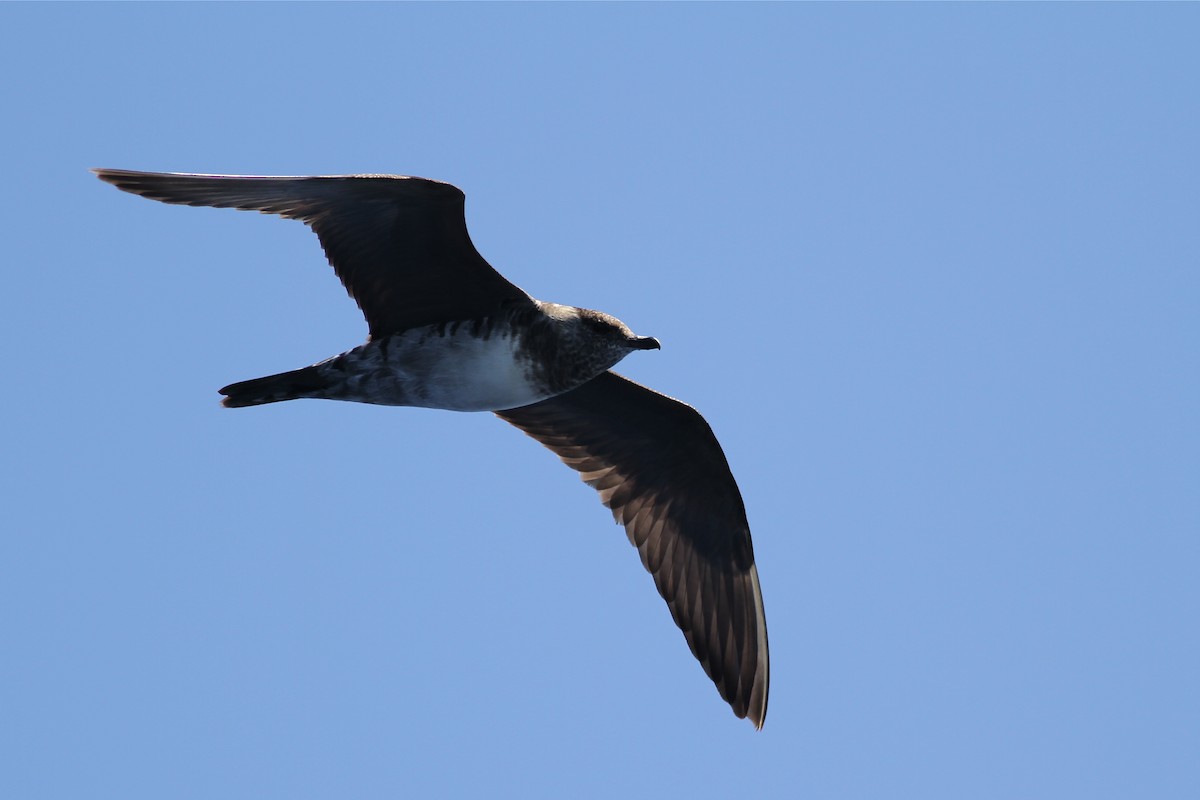 Long-tailed Jaeger - ML38356701