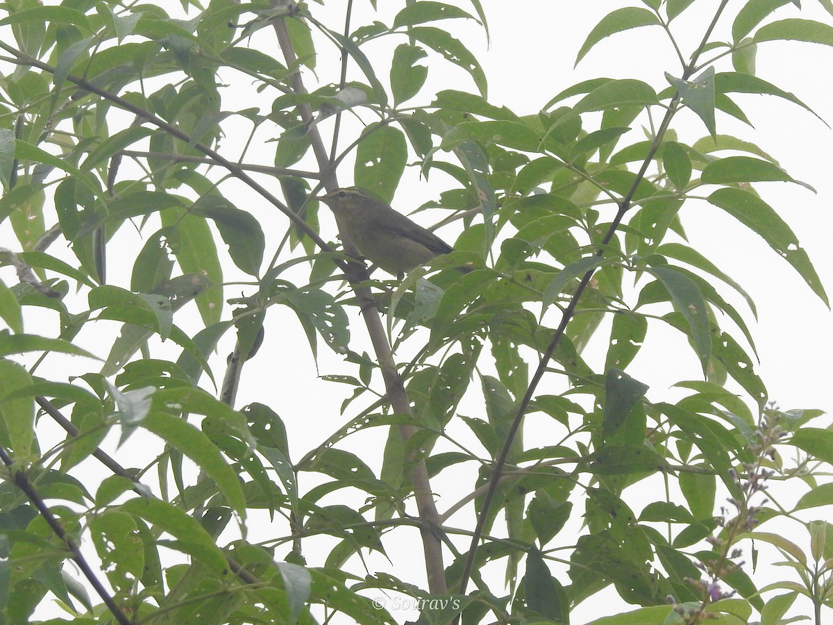 Greenish Warbler - sourav maiti