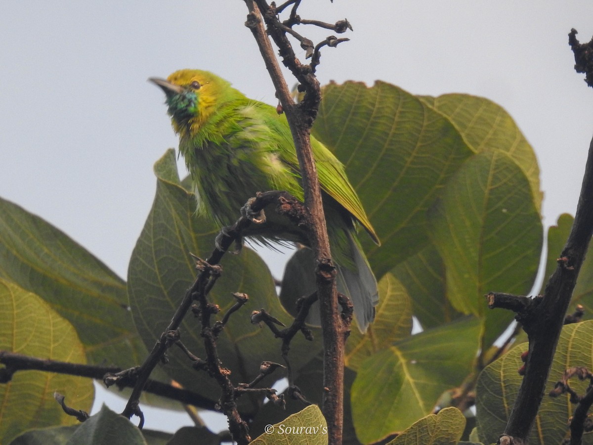 Jerdon's Leafbird - sourav maiti