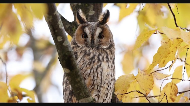Long-eared Owl - ML383570351