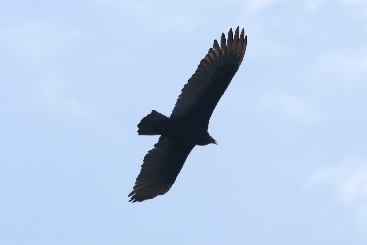 Turkey Vulture - ML383571171