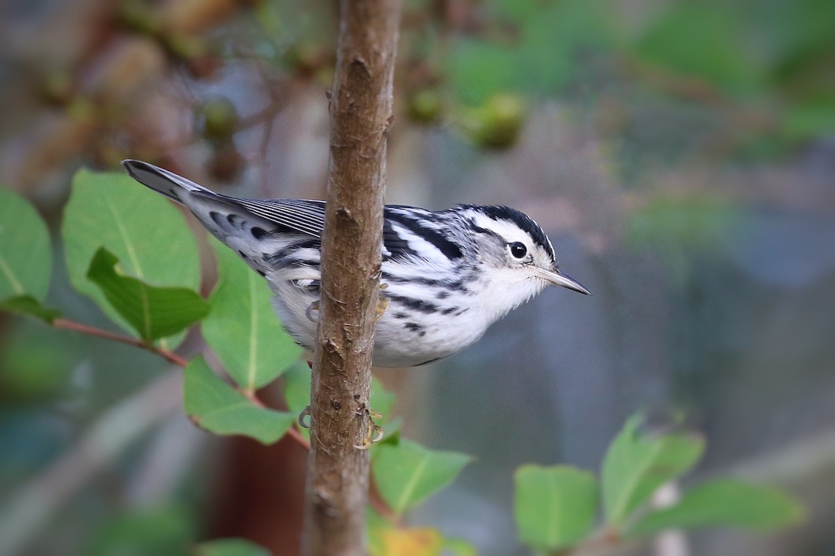 Black-and-white Warbler - ML383572031