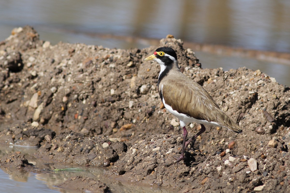 Banded Lapwing - ML38357391