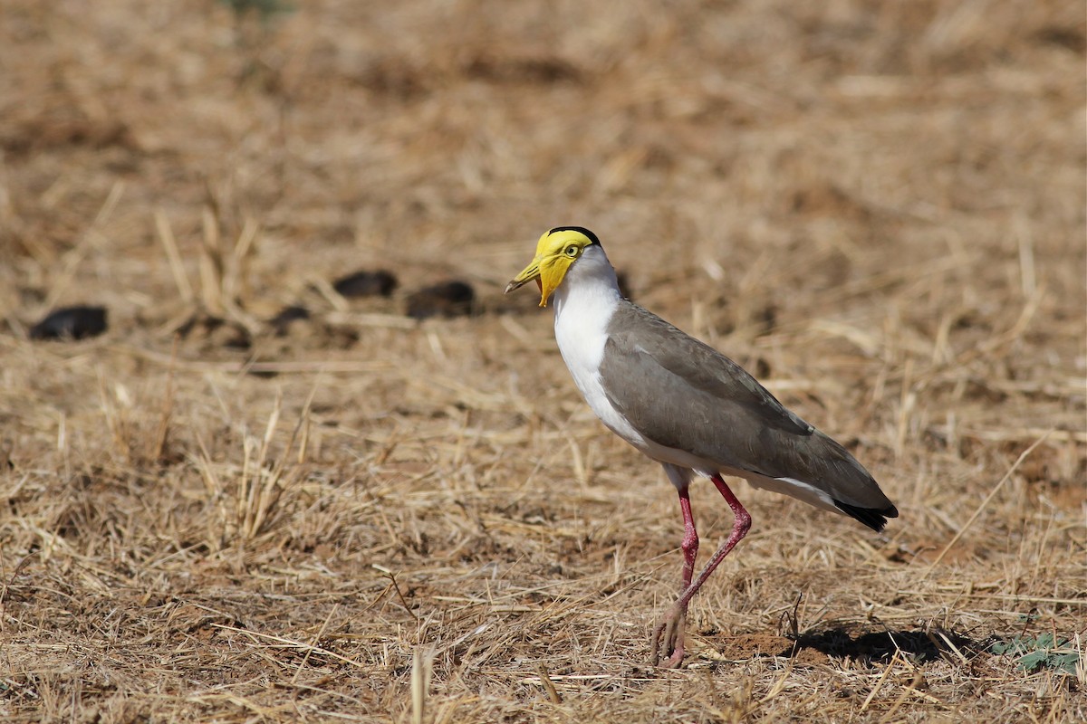 Masked Lapwing - Chris Wiley