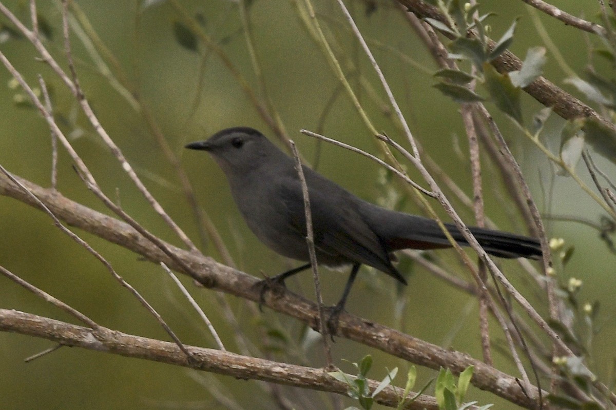 Gray Catbird - barbara segal