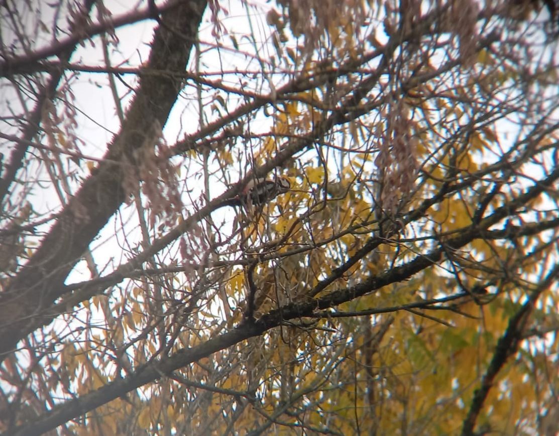 Great Spotted Woodpecker - ML383589691