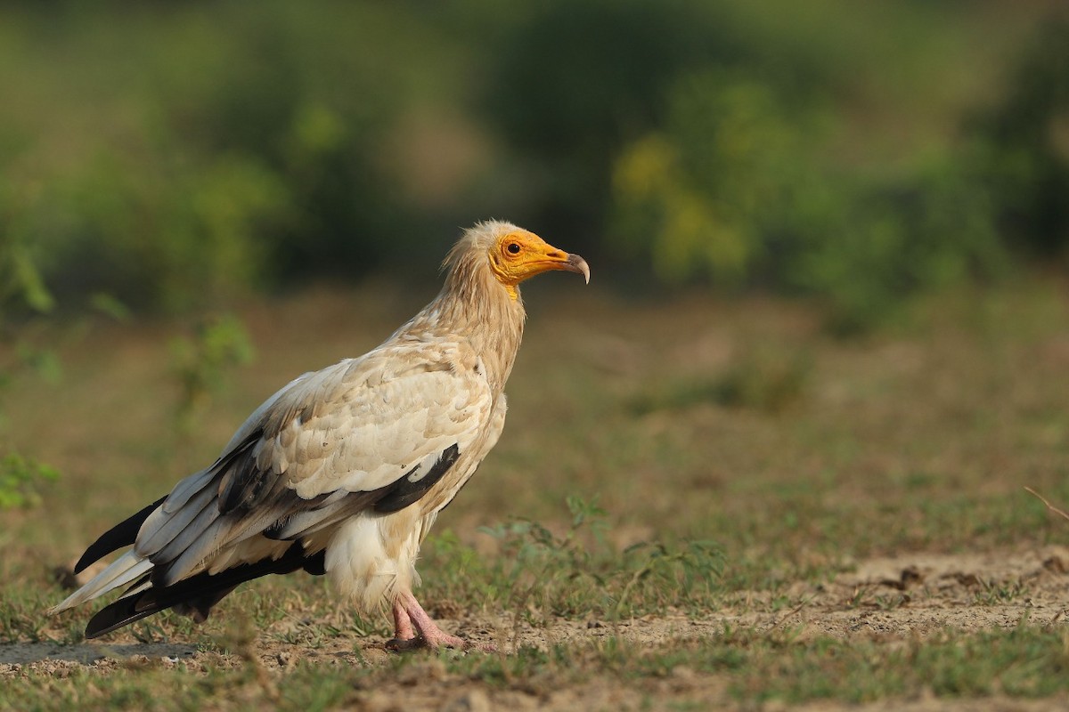 Egyptian Vulture - ML383590201