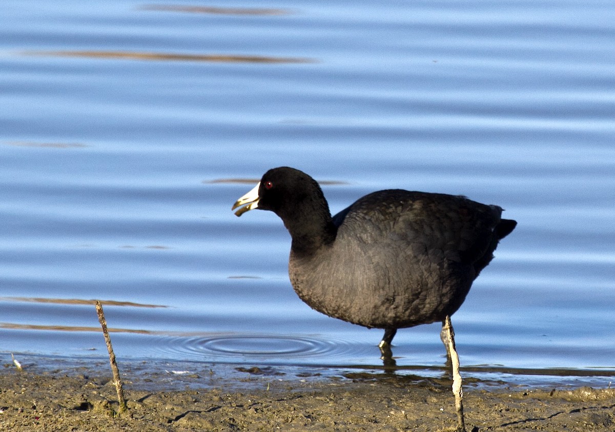 American Coot (Red-shielded) - ML383592151