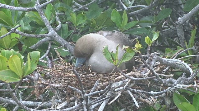 Red-footed Booby - ML383593001
