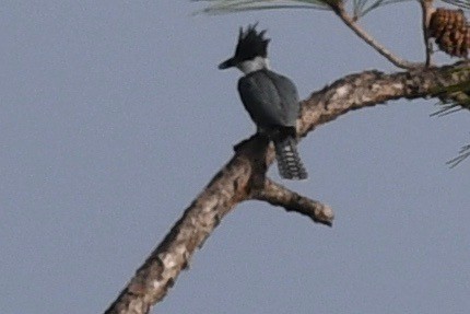 Belted Kingfisher - ML383593641