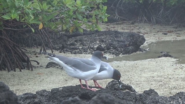 Галапагосская чайка - ML383594081