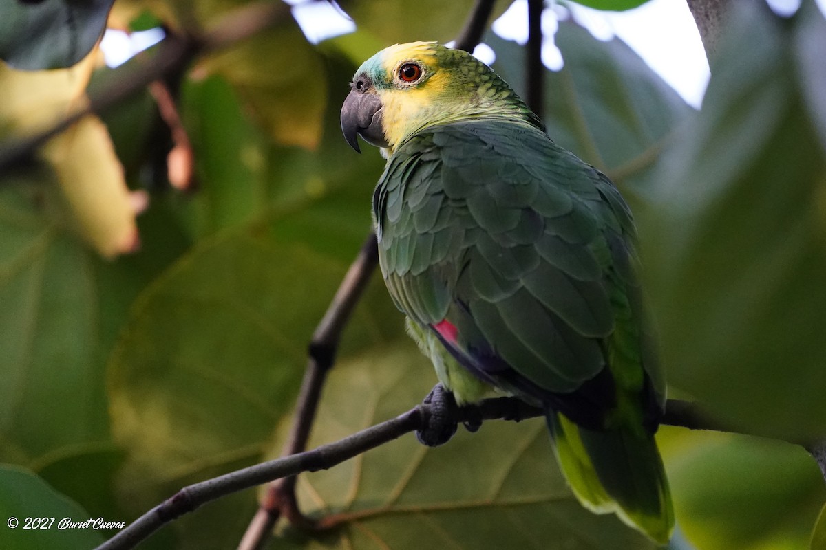Turquoise-fronted Parrot - ML383596061