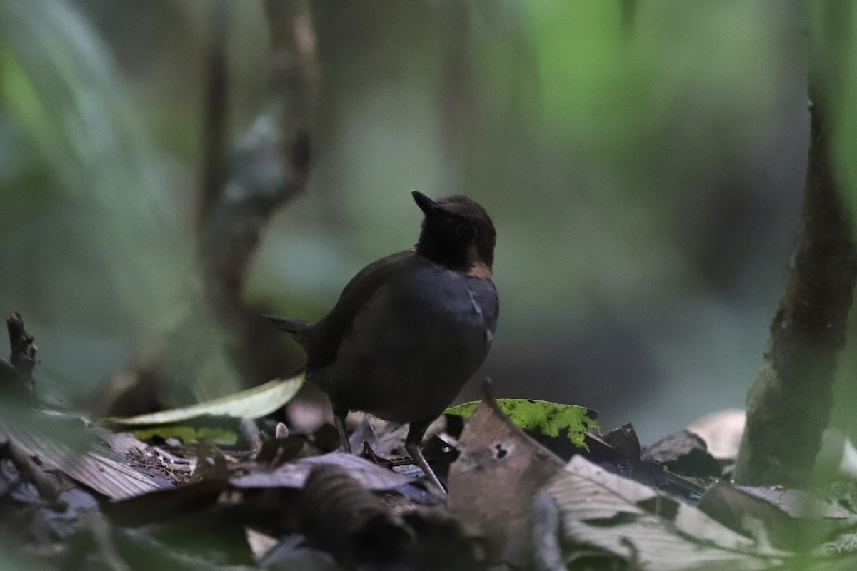 Black-faced Antthrush (Central American) - ML383597991