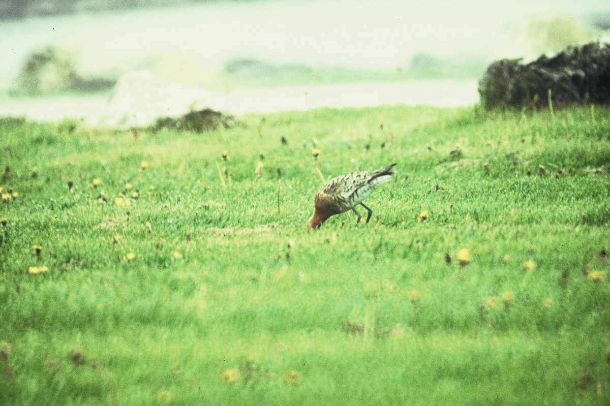 Black-tailed Godwit - ML383601971