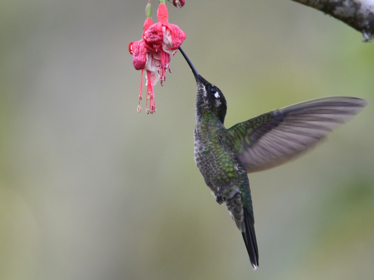 Talamanca Hummingbird - ML38360251