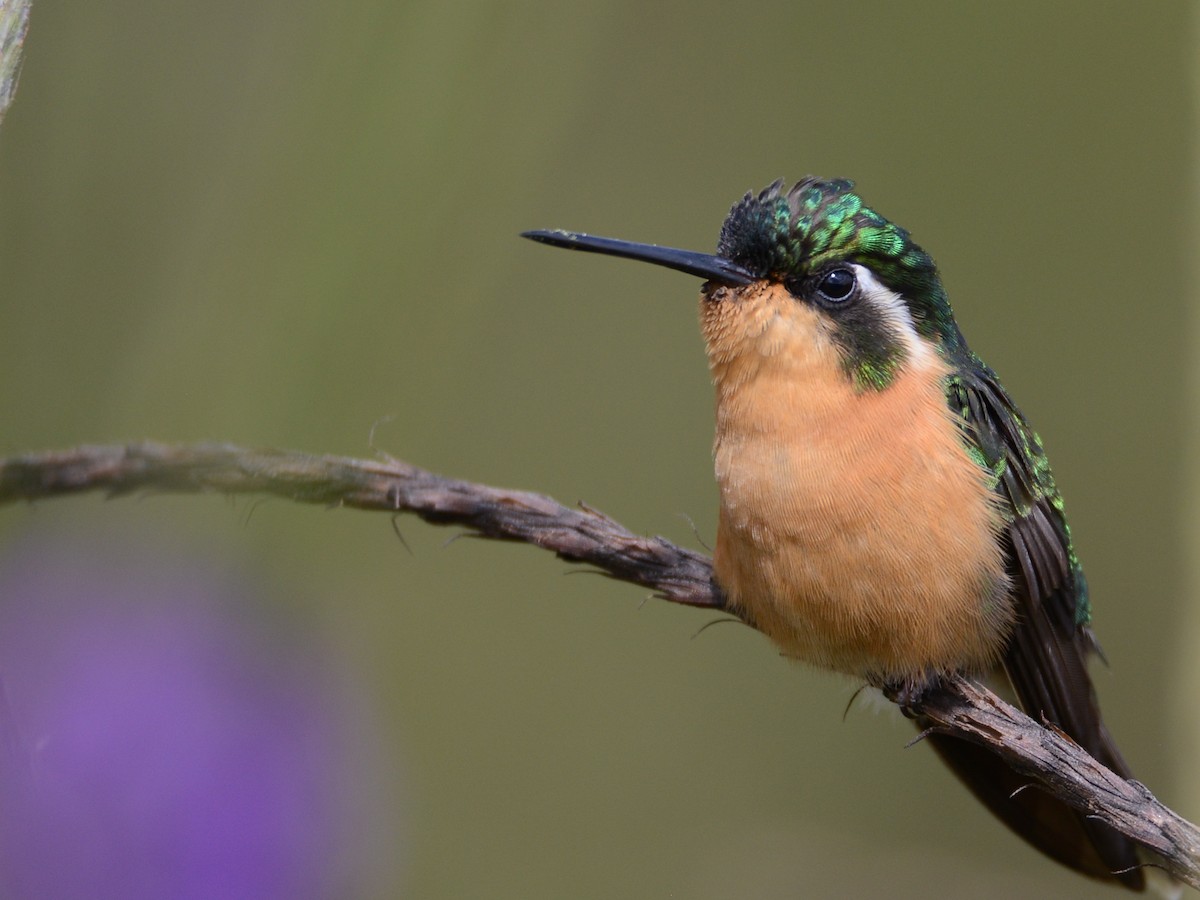 White-throated Mountain-gem (Gray-tailed) - ML38360261