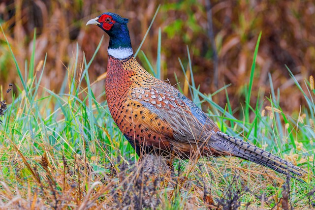 Ring-necked Pheasant - eBird