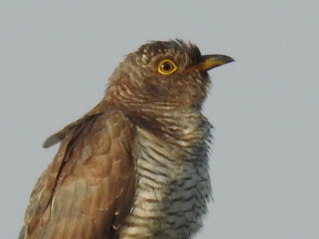 Lesser Cuckoo - Rajendra Gadgil