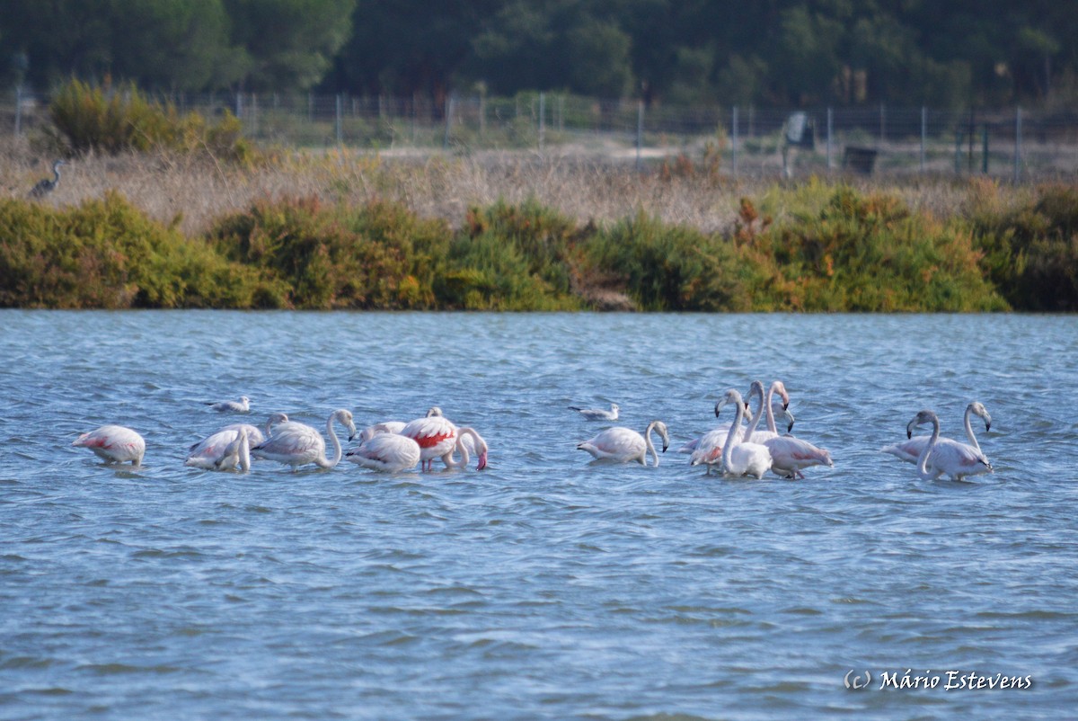 eBird Checklist - 22 Oct 2016 - RN Estuário do Sado--Pinheiro Torto ...