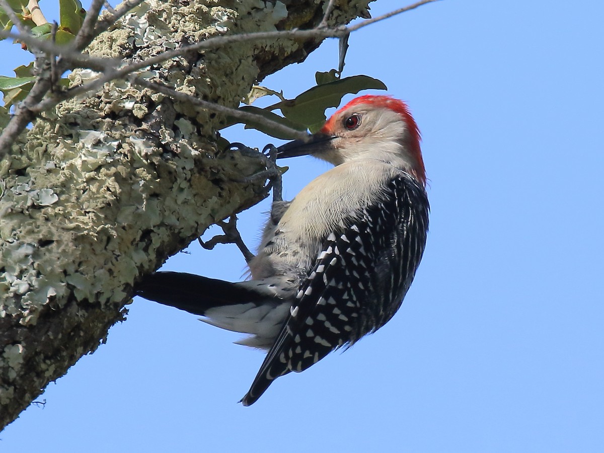 Red-bellied Woodpecker - ML383615551