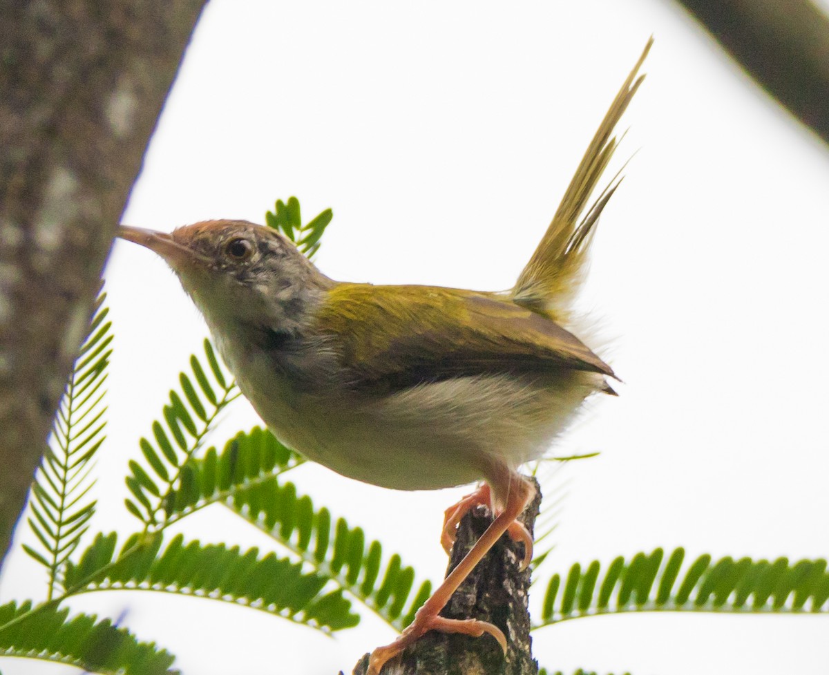 Common Tailorbird - Rama Neelamegam