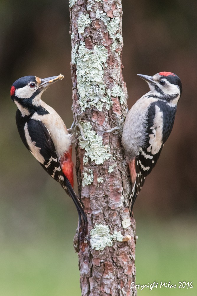 Great Spotted Woodpecker - Milas Santos