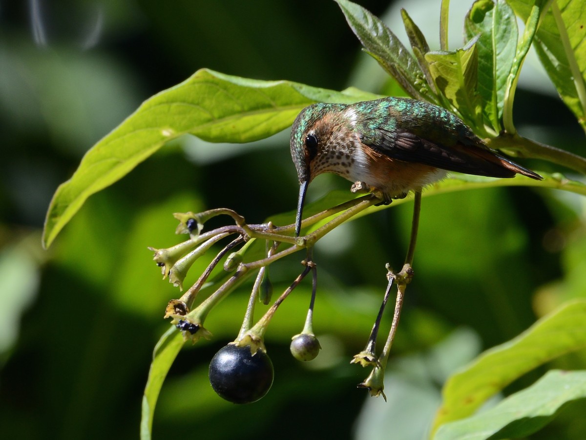 Scintillant Hummingbird - Alan Van Norman