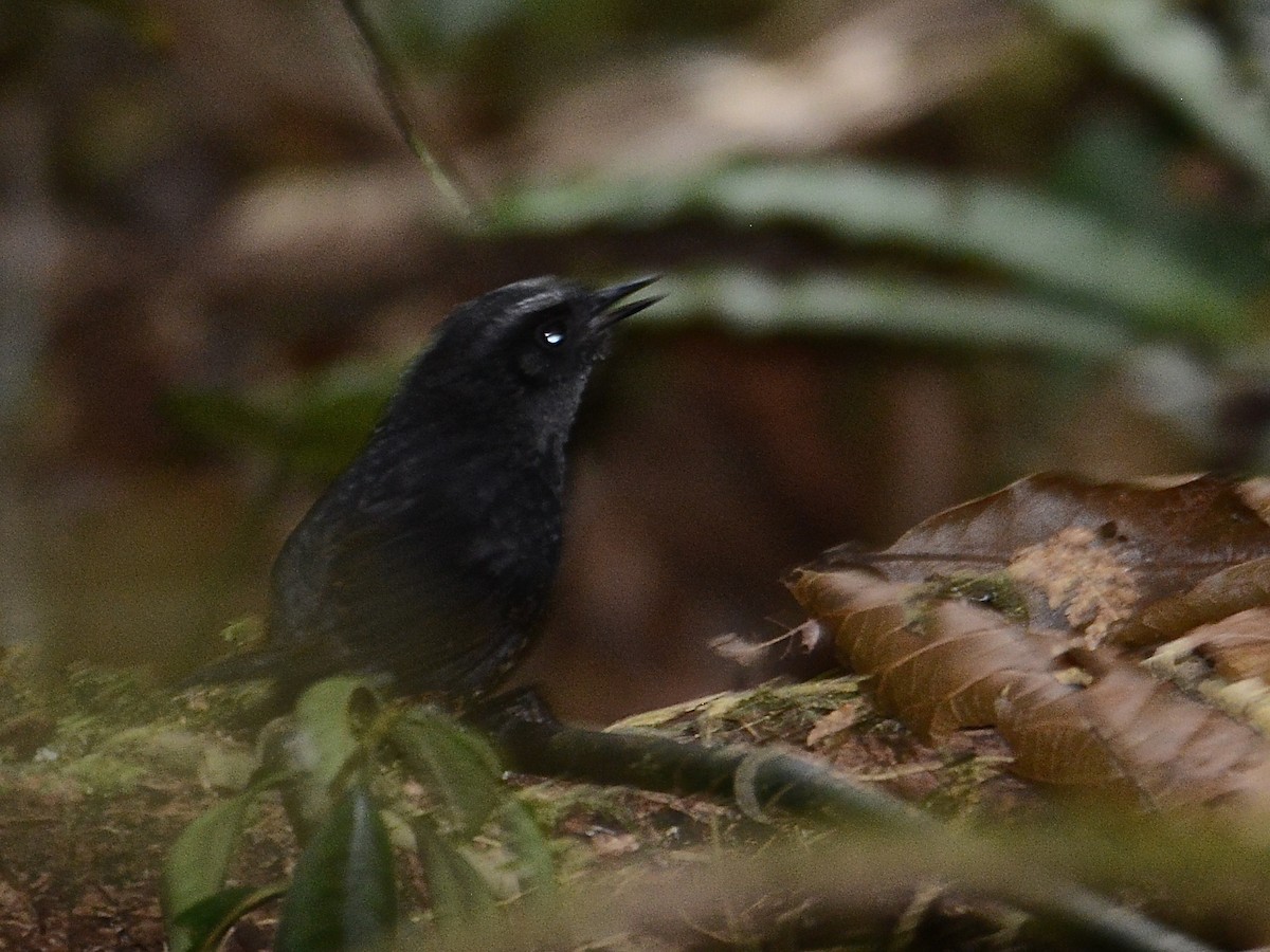 Silvery-fronted Tapaculo - Alan Van Norman