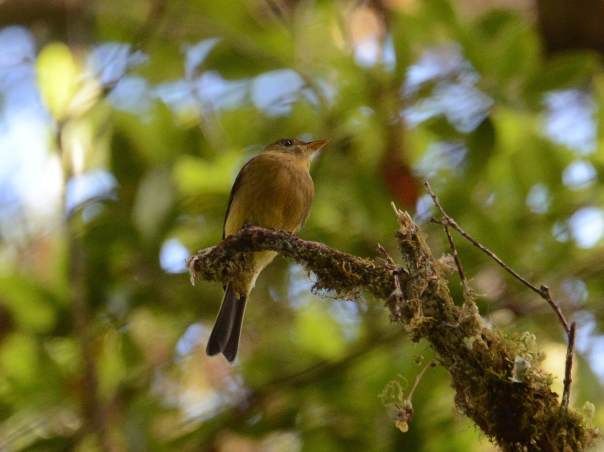 Ochraceous Pewee - ML38362341
