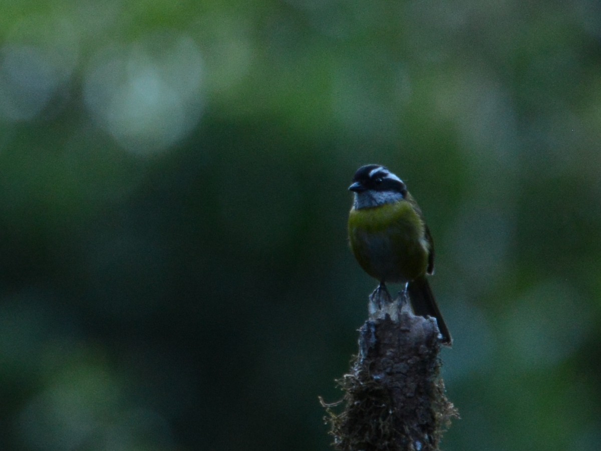 Sooty-capped Chlorospingus - ML38362511