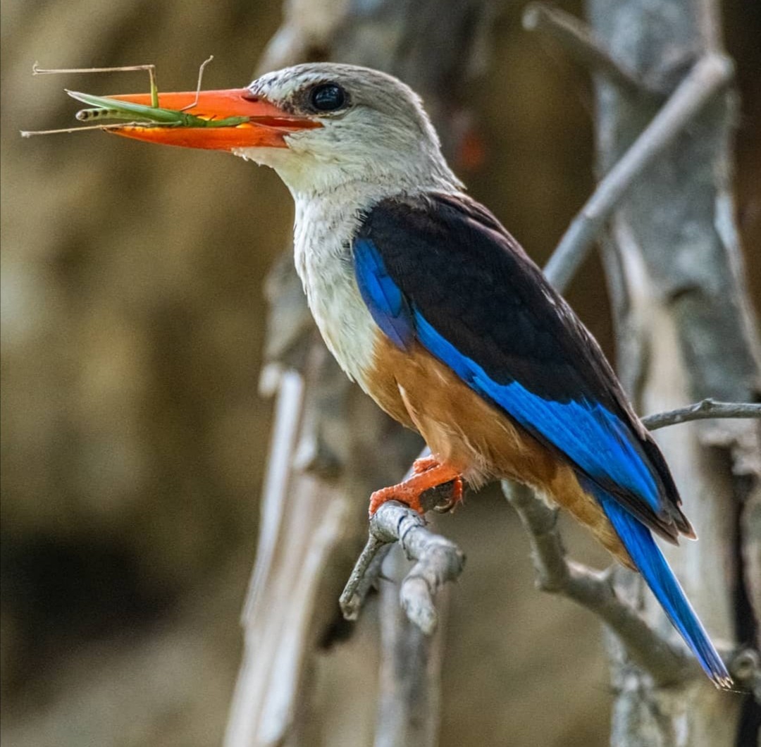 Gray-headed Kingfisher - Abdullah  Hatim