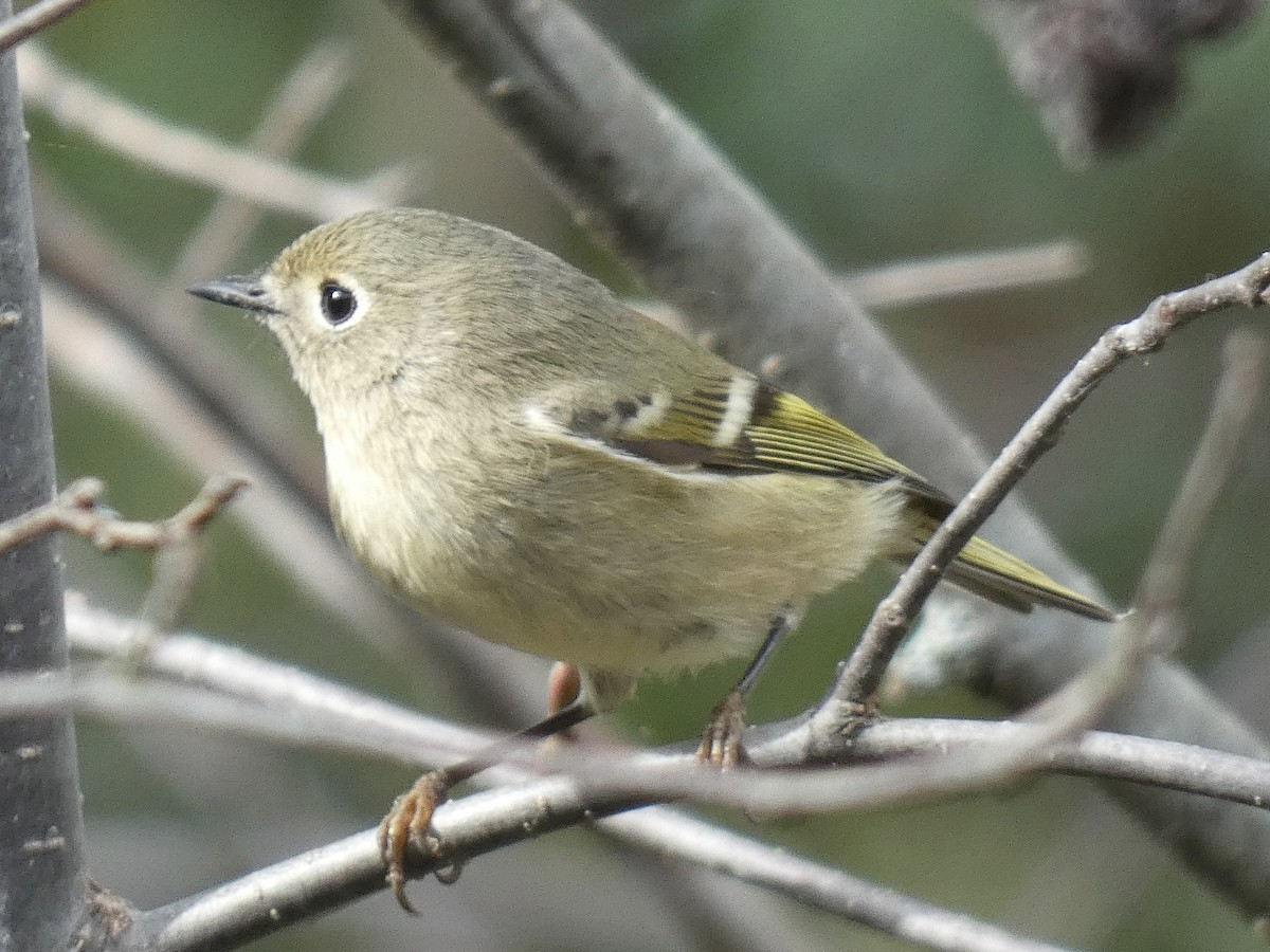 Ruby-crowned Kinglet - Cory Ross