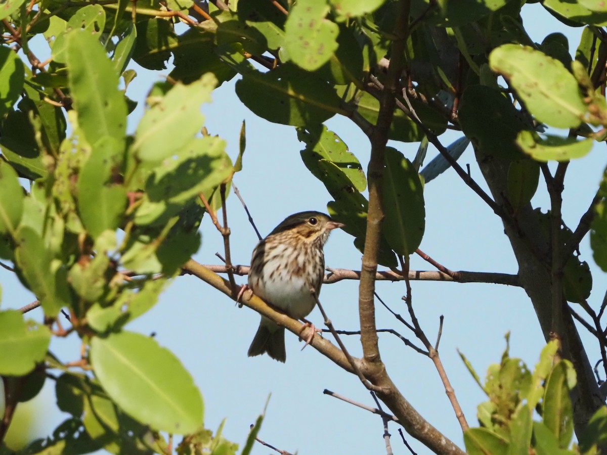 Savannah Sparrow - ML383631181