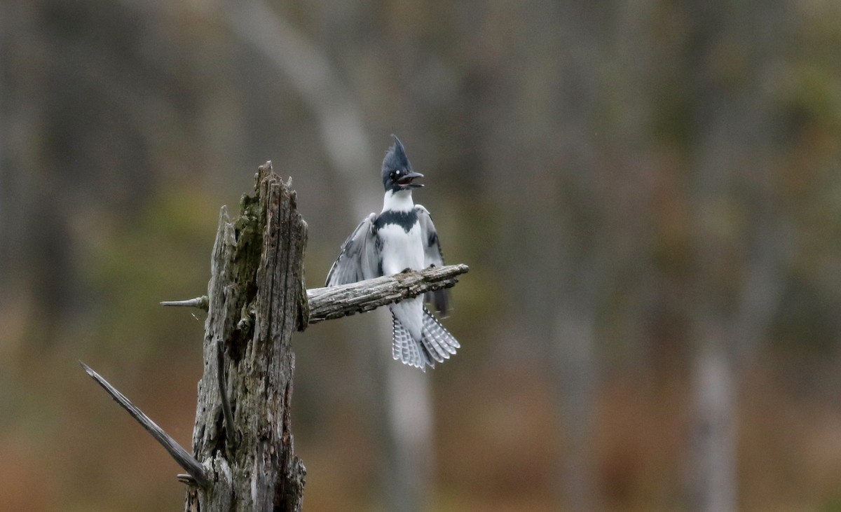 Belted Kingfisher - ML38363631
