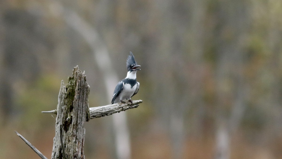 Belted Kingfisher - ML38363641