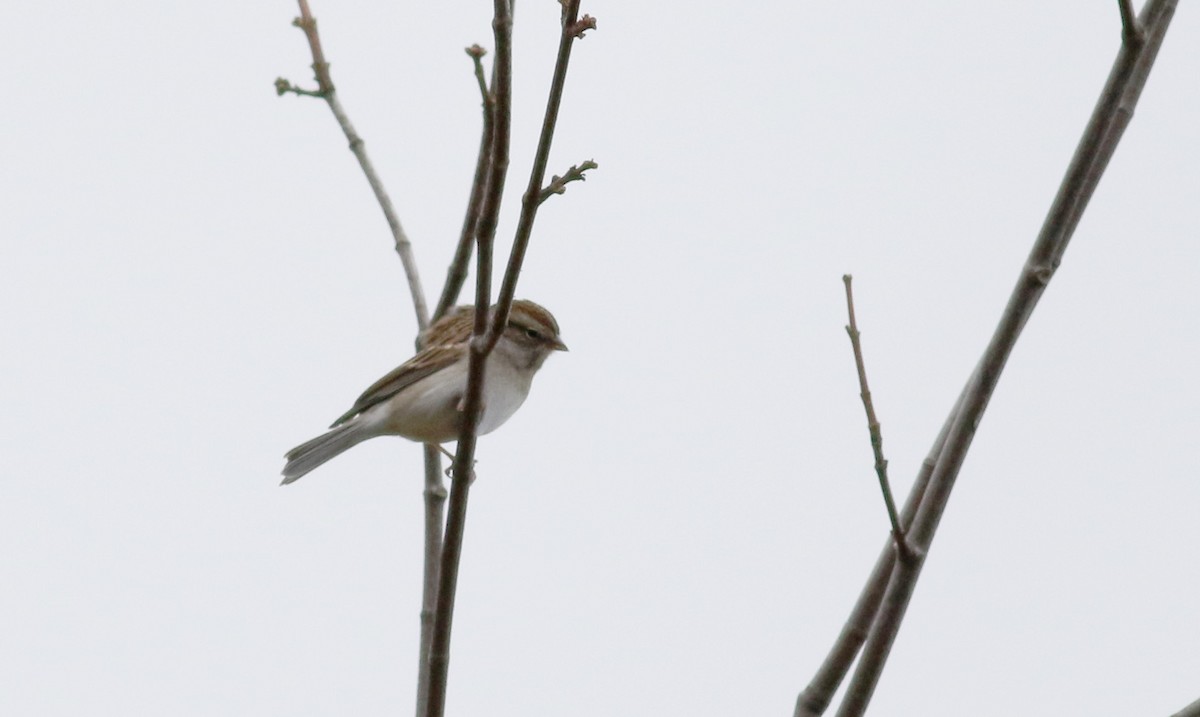 Chipping Sparrow - ML38363651