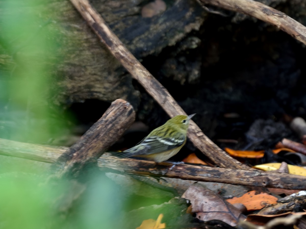 Bay-breasted Warbler - ML383640511