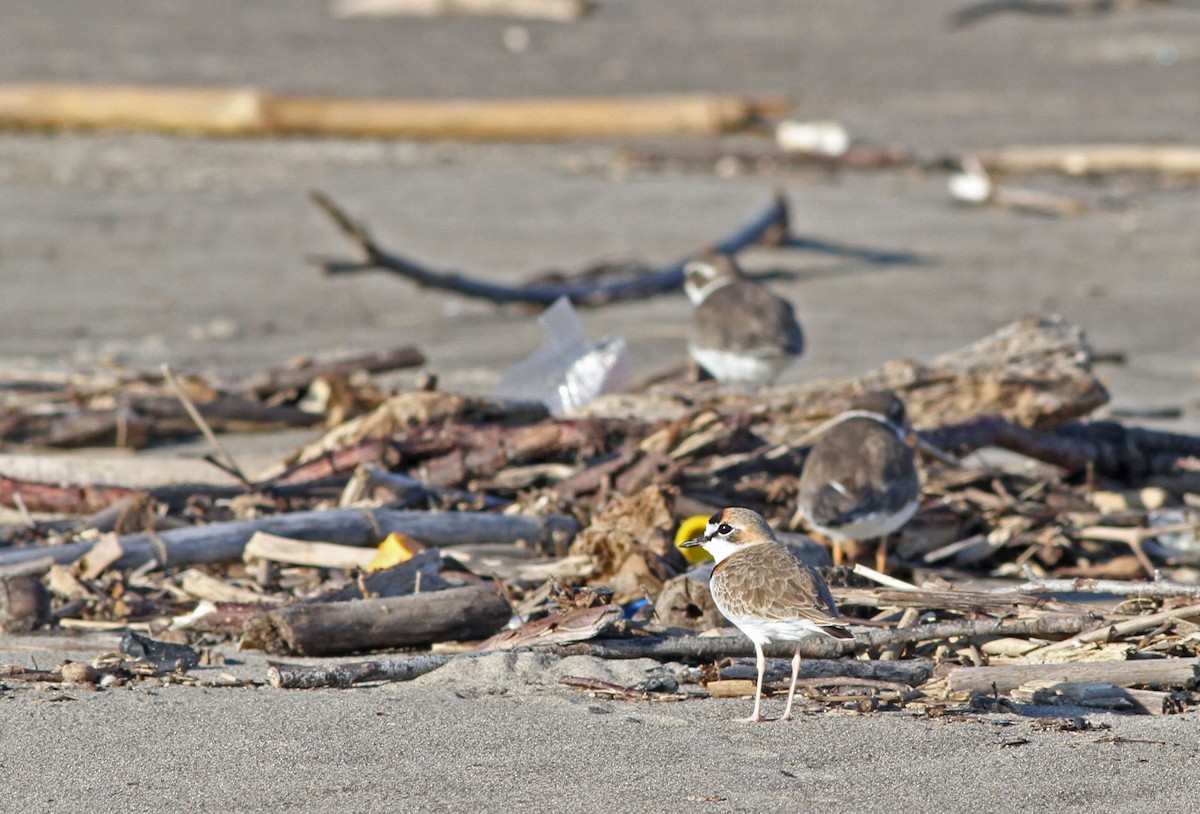 Collared Plover - ML38364341