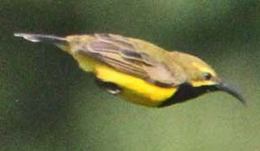 Olive-backed Sunbird (Yellow-faced)