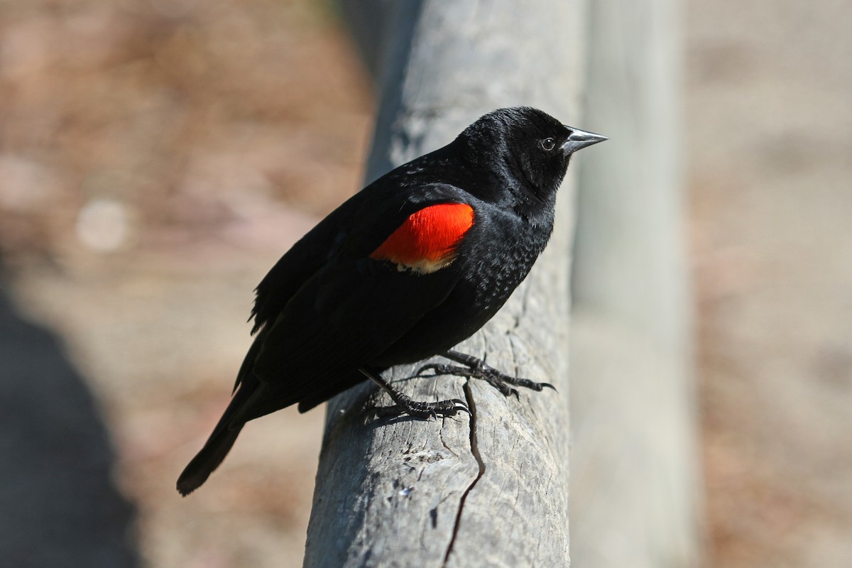 Red-winged Blackbird - ML38364401