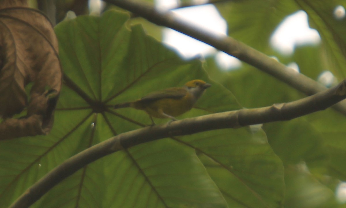 Silver-throated Tanager - ML38365581