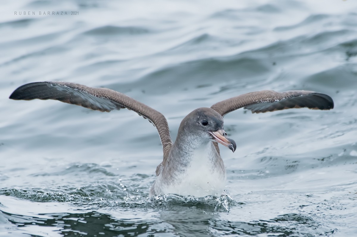 Pink-footed Shearwater - ML383657601