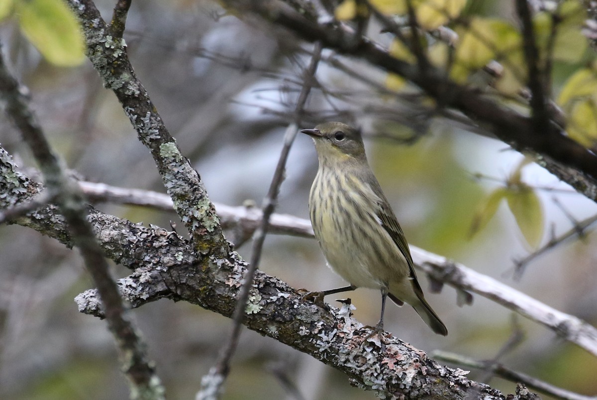 Cape May Warbler - ML383662371