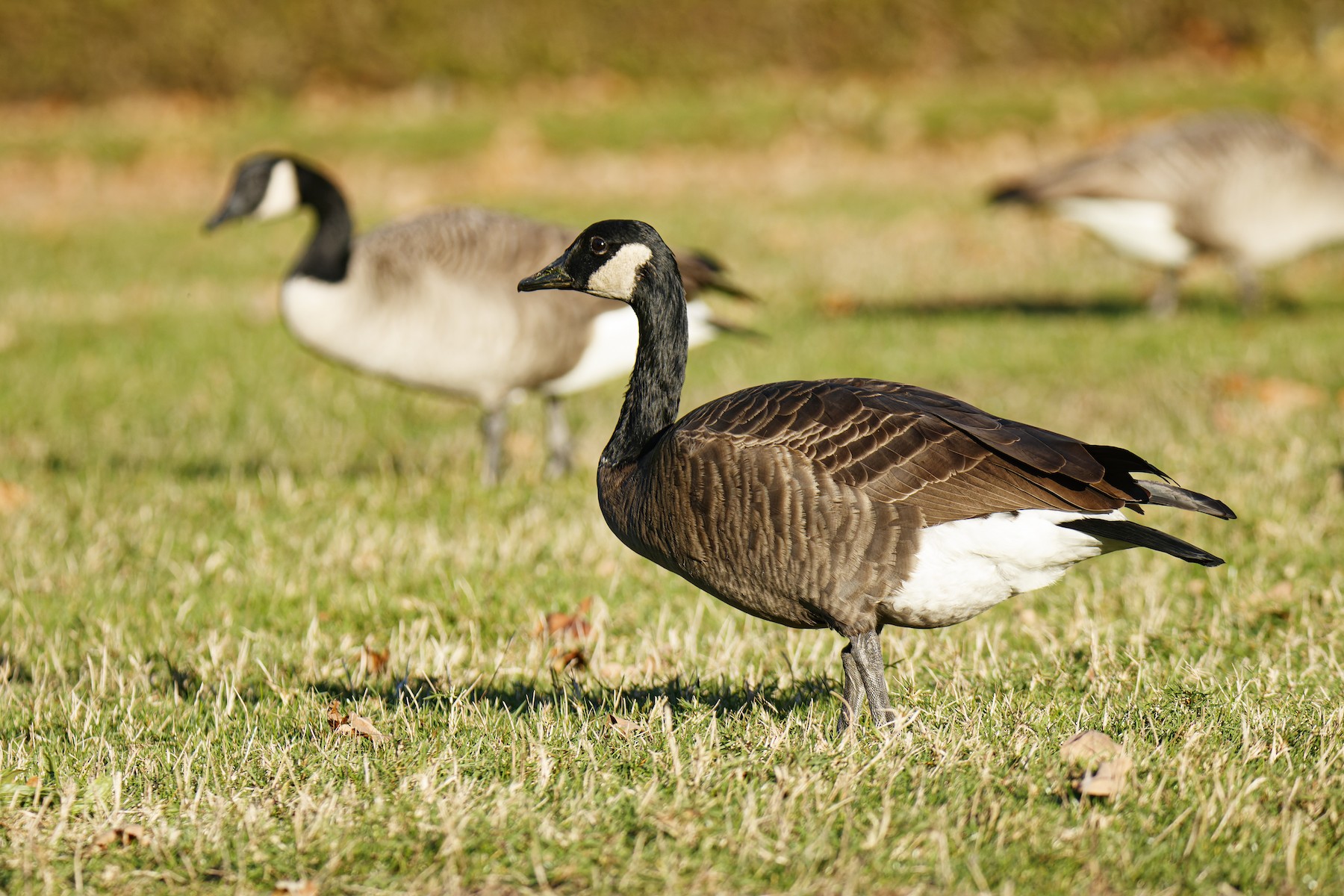 Canada Goose (occidentalis/fulva) eBird