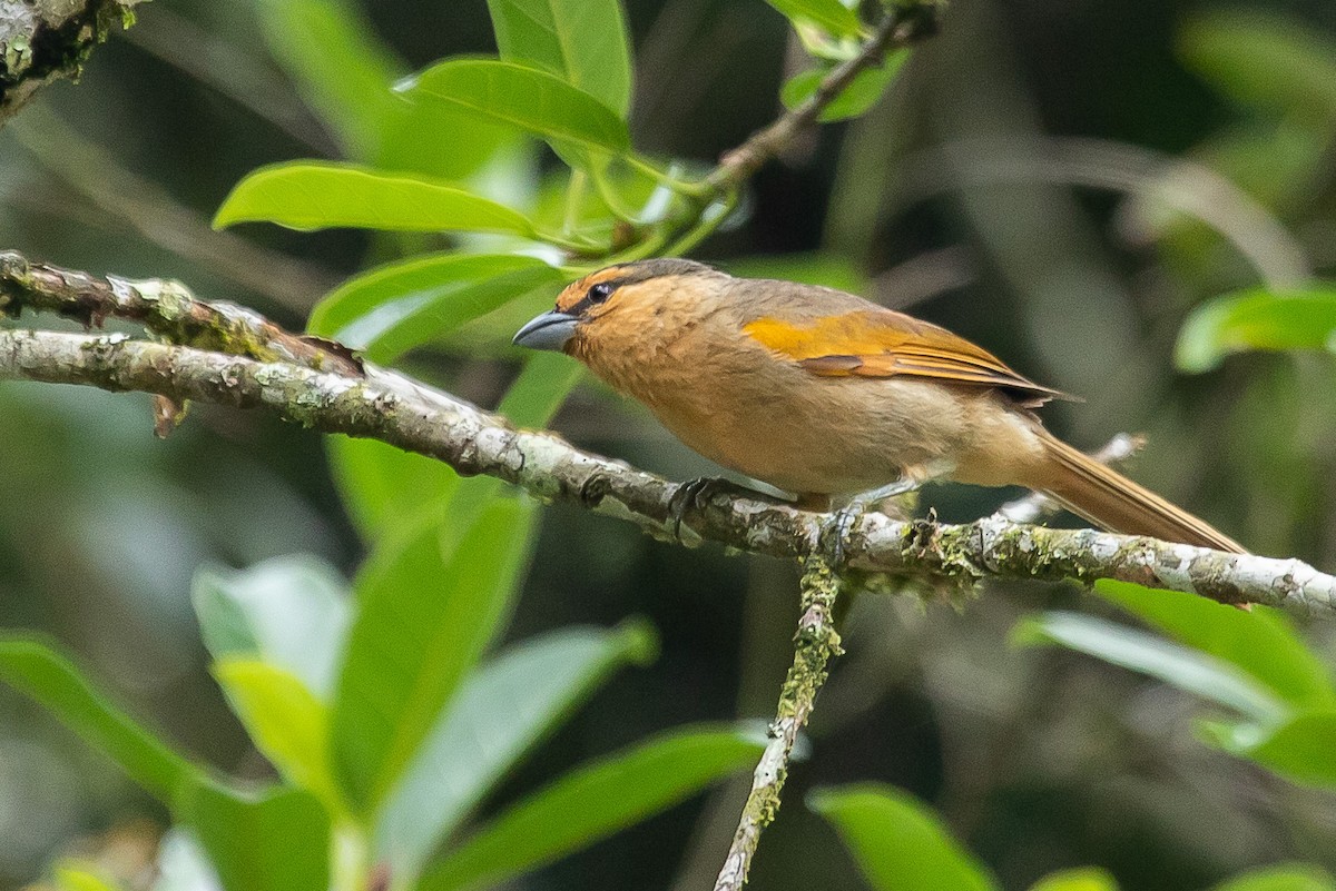 Brown Tanager - ML383668331
