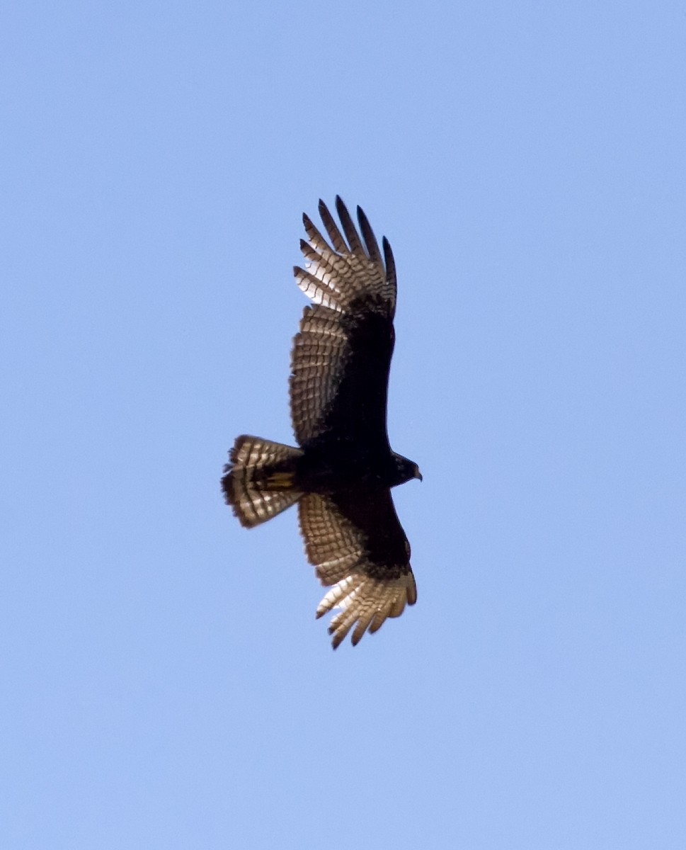 Zone-tailed Hawk - ML383670961