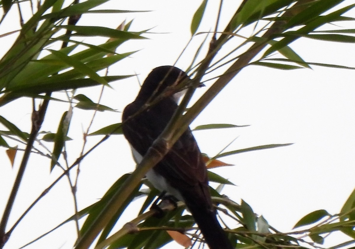 Eastern Kingbird - Teresita Varon